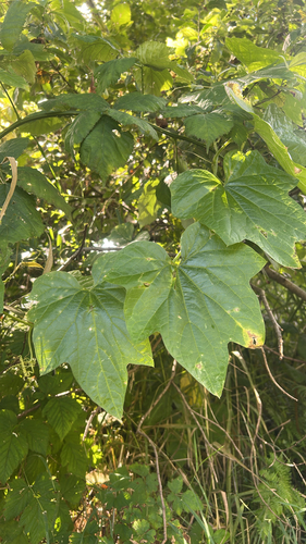coastal manroot