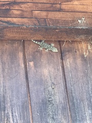 Tarentola mauritanica