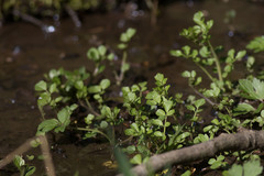 Cardamine amara
