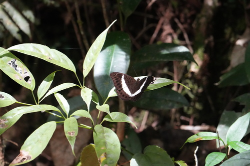 Kinabalu White-banded Count