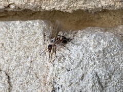 Formicinae