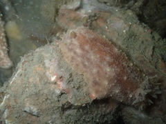Geitodoris planata