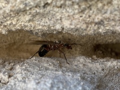Formicinae