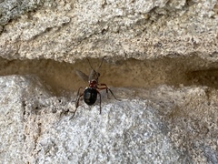 Formicinae