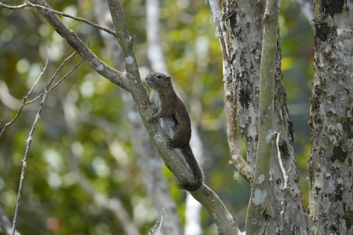 Borneo Black-banded Squirrel
