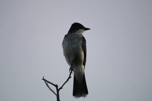 Eastern Kingbird observed by gregorysk