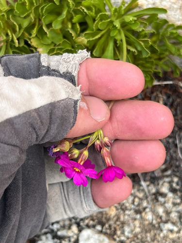 Primula suffrutescens, photograph 5