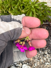 (c) T. J. Samojedny, some rights reserved (CC BY) Primula suffrutescens, photograph (c) T. J. Samojedny, some rights reserved (CC BY)