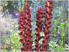 Orobanche variegata