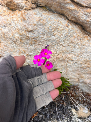 Primula suffrutescens, photograph 6