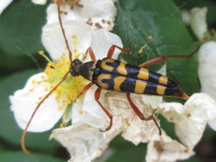 Leptura annularis