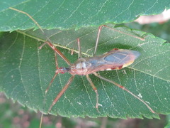 Epidaus tuberosus