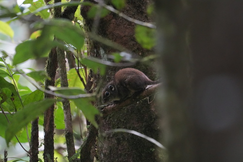 Jentink's Squirrel