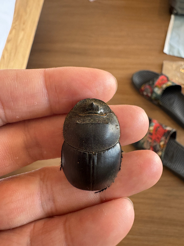 Molossus Dung Beetle