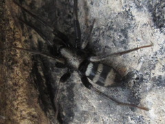 Sernokorba pallidipatellis