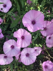 Convolvulus althaeoides althaeoides
