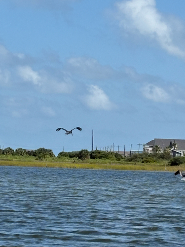 Brown Pelican observed by qb_washingmachine
