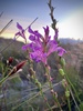 Pink Reedpipe - Photo (c) Jenny, some rights reserved (CC BY-NC), uploaded by Jenny