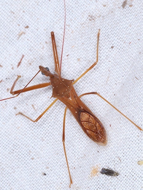 Heza phthinica