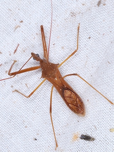 Heza phthinica