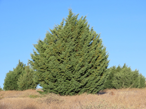 Cupressus guadalupensis observed 2026-07-27
