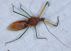 Ploeogaster