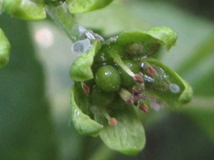 Picrasma quassioides