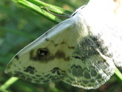 Scopula indicataria