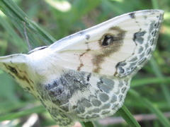 Scopula indicataria