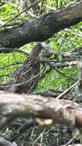 Ruffed Grouse observed by joshrutherford