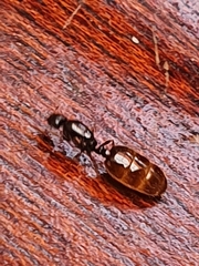 Solenopsis punctaticeps