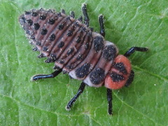 Aiolocaria hexaspilota