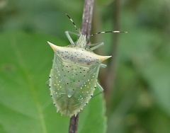 Arvelius albopunctatus