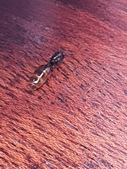 Solenopsis punctaticeps