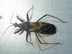 Opisthacidius