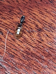 Solenopsis punctaticeps