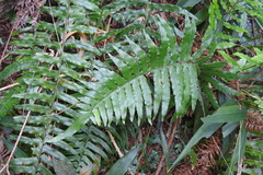 Microlepia hookeriana