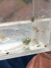 Nepomorpha