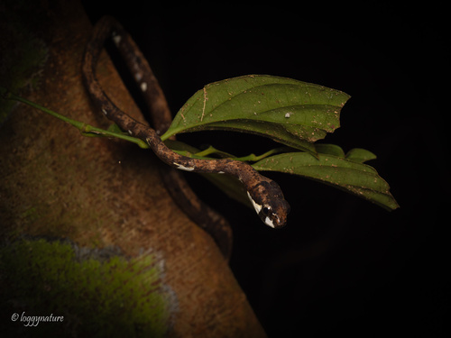 Blunthead Slug Snake