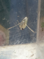 Nepomorpha