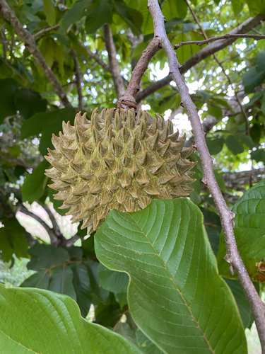 Annona purpurea, photograph 5