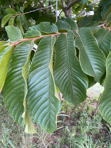 Annona purpurea, photograph 6