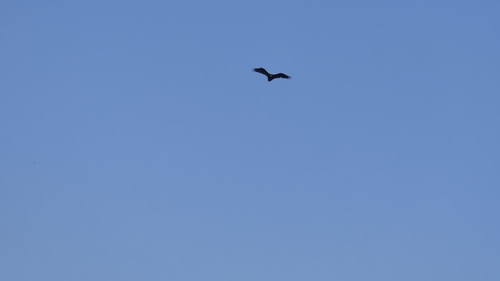 Turkey Vulture observed by catwhowalksalone