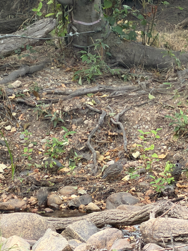 California Quail observed by jadipepla
