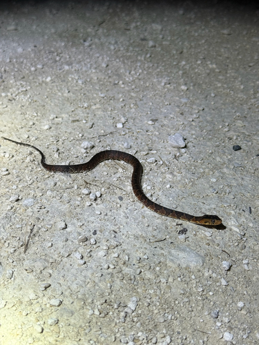Banded Watersnake observed by owlex