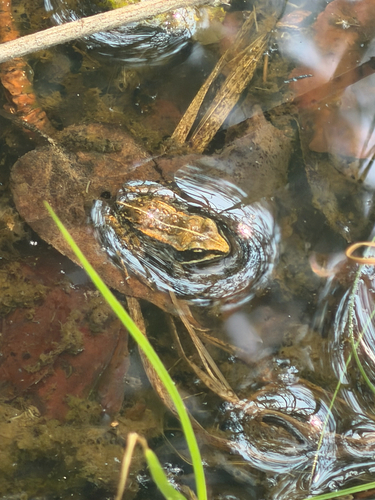 Wood Frog