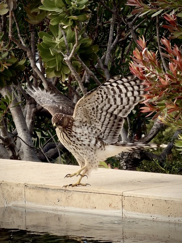 Cooper's Hawk observed by le_puck