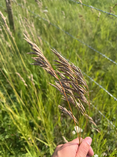 Smooth Brome