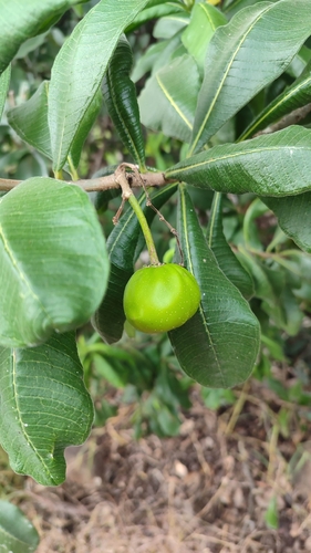 Cascabela ovata