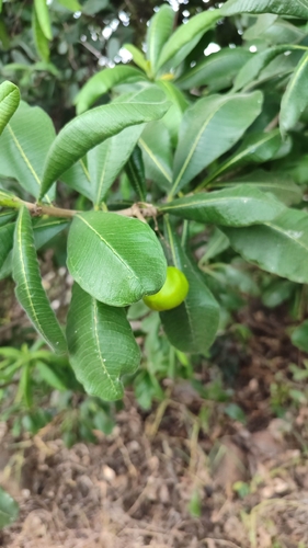 Cascabela ovata, photograph 2